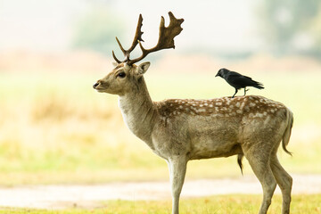 Fototapeta premium Fellow deer stag in the lush Bradgate Park, UK