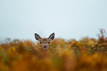 Red deer doe peering through wildflowers in the lush Bradgate Park, UK