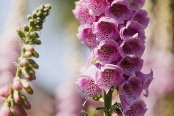 Close-up of Foxglove  flowers blooming under sunny skies © Wirestock