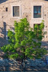 Arbre dans une rue au printemps