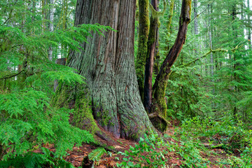 Western red cedar at Elk Falls Provincial Park, Campbell River, BC Canada