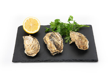 Fresh oyster shell isolated on a white background, showing intricate details and texture