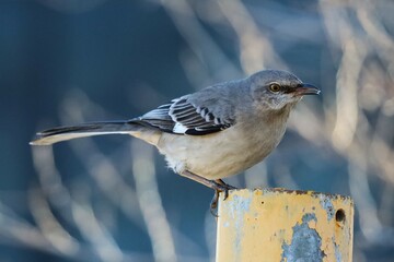 Image of a Northern Mockingbird perched on a post at Tommy Thompson Park in Toronto, Ontario.