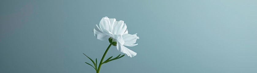 Single flower in minimalist style.
