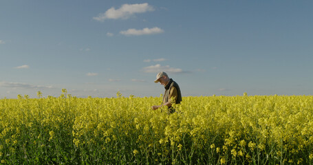 A young farmer examines rapeseed seedlings. Stands in a picturesque field of blooming rapeseed
