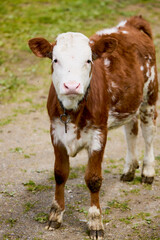 portrait with a beautiful baby cow in the rural household.