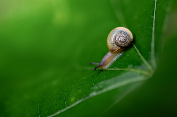 Tiny snail on the leaf in the woods in spring.