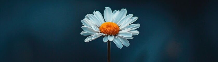One white daisy flower isolated on dark background.