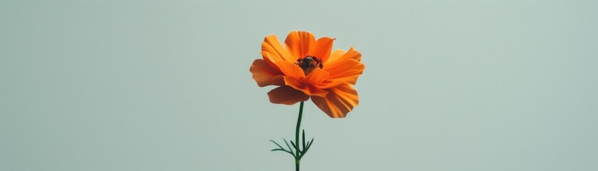 Orange flower minimalistic representation.