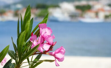 Pink tropic oleander branch and blue sea background