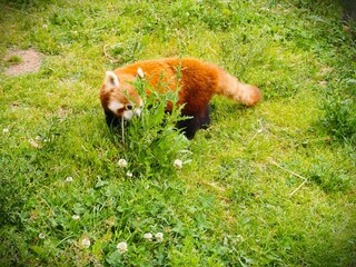 panda rojo