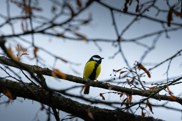 a small yellow and blue bird sitting on top of a tree