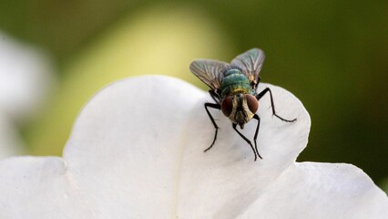 Fly on a Flower - Macro Photography