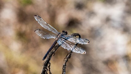 Dragon Fly - Macro Insect Photography
