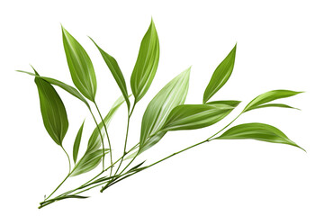 Fototapeta premium Whispers of Nature: A Lush Canopy on a Clear PNG or White Background.