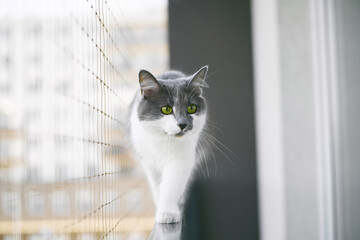Balcony Adventurous Cat with Safety Net