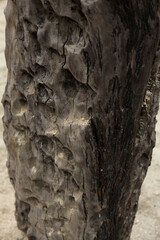 Closeup of the old Ebony in the ebony forest in Sichuan Province, China, also called dark wood