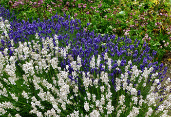 Purple and white lavenders in an English garden.