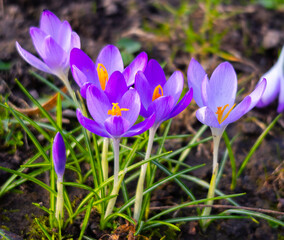Vibrant purple crocus (Saffron sativa) flowers blooming in sunlight on the ground
