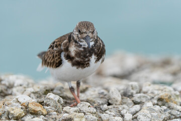 Turnstone bird (Arenaria interpres) perched on a rocky surface