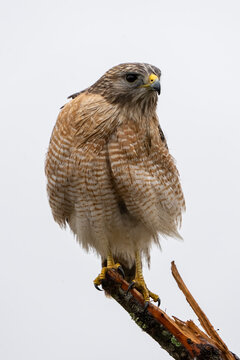 Hawk (Accipitrinae) perched on a tree branch across