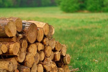 Logs Amidst Forest Trees and Foliage