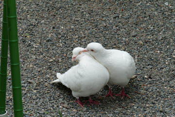 仲睦まじい白鳩のつがい