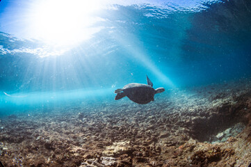 turtle injured under wave