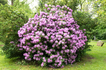 Blühender Rhododendron Busch