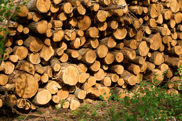 A Pile of Logs in the forest