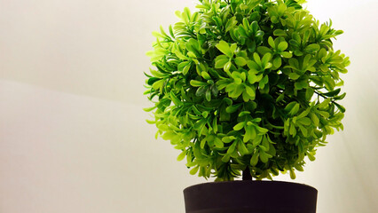 Close-up of a beautiful small decorative tree in a black pot 