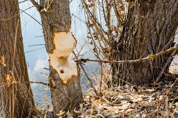 A tree gnawed by a beaver in front of a pond.