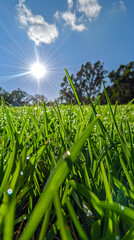 Radiant Zoysia Grass Basking under the Tranquil Summer Sky