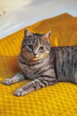 British shorthair cat sitting on yellow blanket, gazing forward
