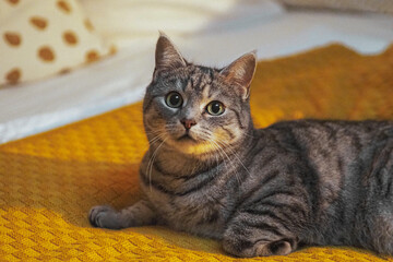 British shorthair cat sitting on yellow blanket, gazing forward