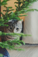 Cat with mysterious eyes peeking from behind a tree