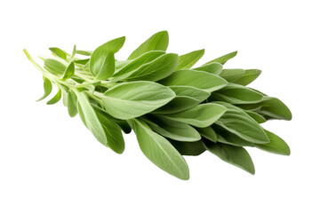 Dancing Green: A Lively Gathering of Leaves on a Clear PNG or White Background.