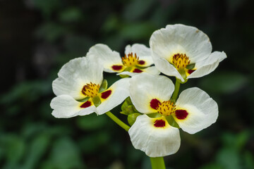 Closeup view of white, yellow and red brown flowers of aquatic plant sagittaria montevidensis aka giant arrowhead or California arrowhead blooming outdoors on natural background