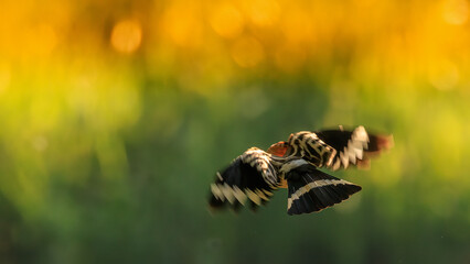 Wiedehopf fliegt ab © Mitschi