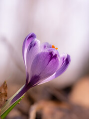 a single purple flower with water droplets on it's stem