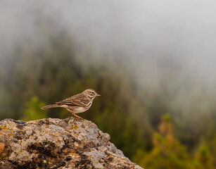 a small bird perched on top of a large rock in the fog