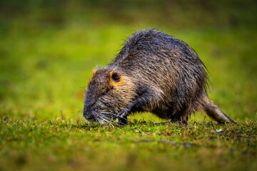 Nutria walks on the grass