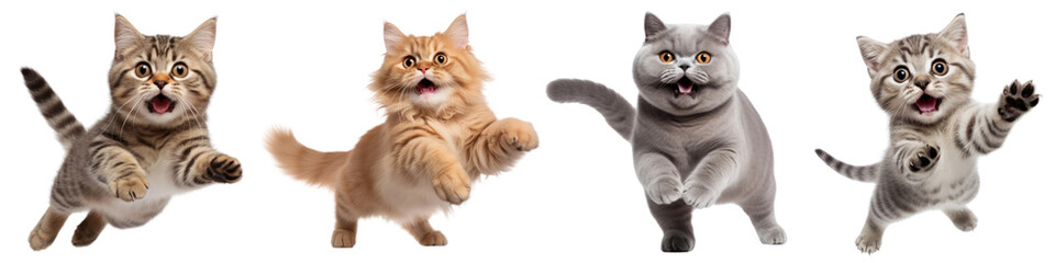 Obraz premium Cat png element set on transparent background