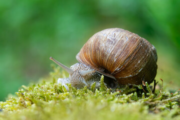 Snail closeup. Burgundy snail (Helix, Roman snail, edible snail, escargot) on a surface with moss. Helix promatia. 