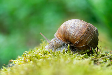 Snail closeup. Burgundy snail (Helix, Roman snail, edible snail, escargot) on a surface with moss. Helix promatia. 