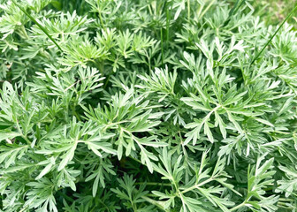 Wormwood bush grows on a lawn