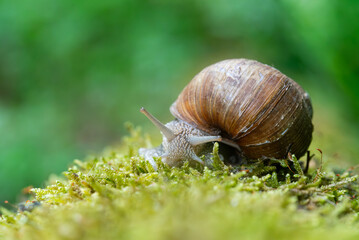 Snail closeup. Burgundy snail (Helix, Roman snail, edible snail, escargot) on a surface with moss. Helix promatia. 