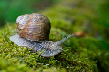 Snail closeup. Burgundy snail (Helix, Roman snail, edible snail, escargot) on a surface with moss. Helix promatia. 