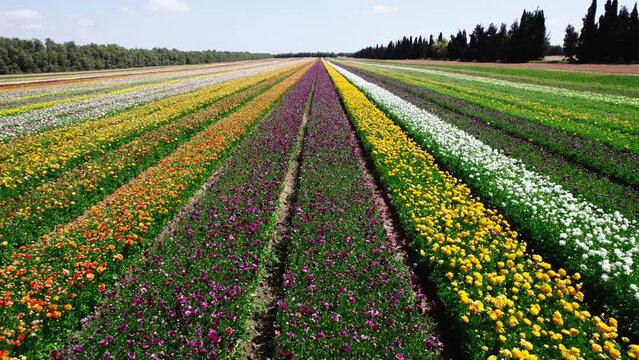 Field aerial video of Ranunculus in Kibbutz Nir Yitzhak