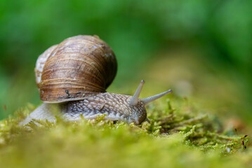Snail closeup. Burgundy snail (Helix, Roman snail, edible snail, escargot) on a surface with moss. Helix promatia. 